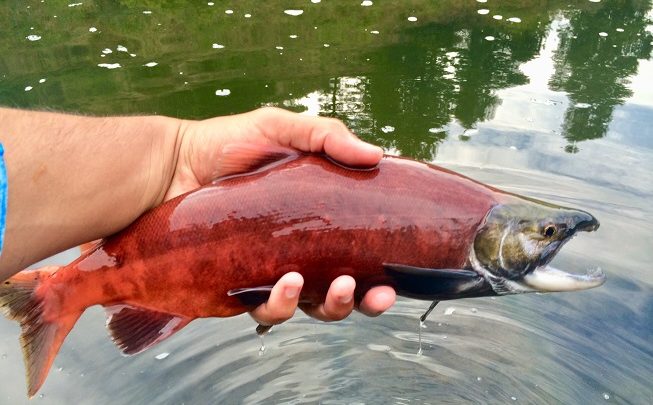 Red-phase kokanee salmon