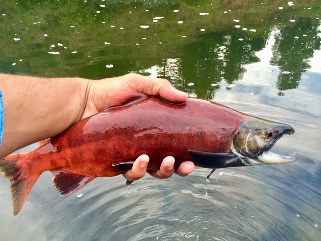 Red-phase kokanee salmon