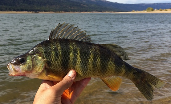 Large yellow perch