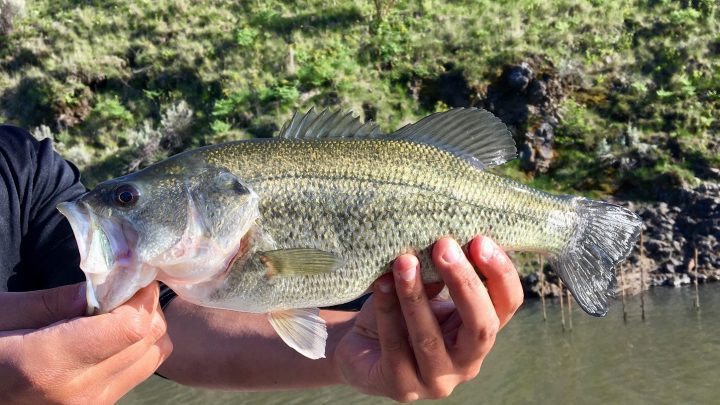 Angler holds a largemouth bass