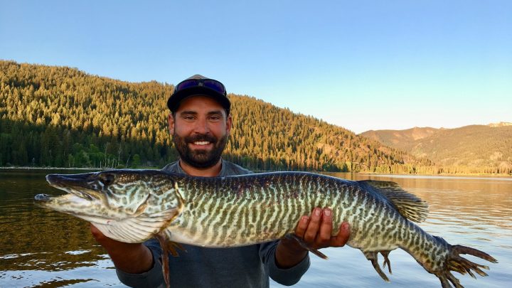 Angler Caleb Nichols holds a large tiger muskie
