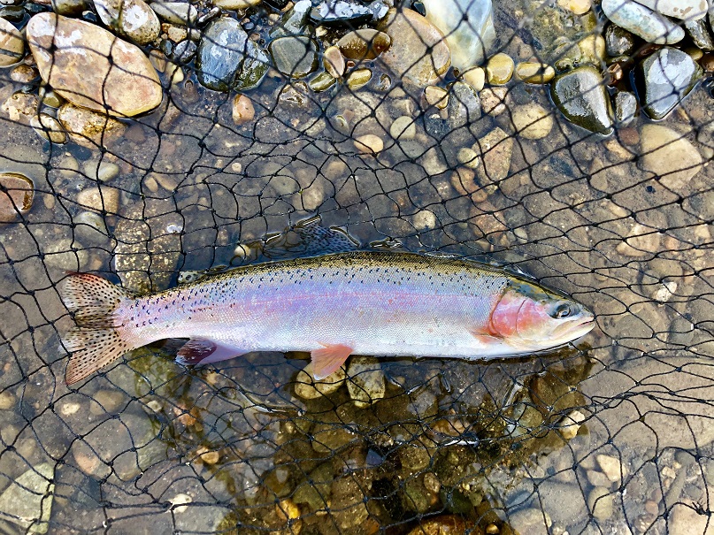A rainbow trout caught in the Big Wood RIver
