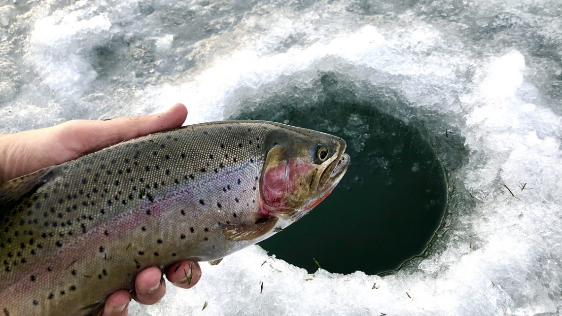 Angler holds a cutthroat trout in front of a hole in the ice.