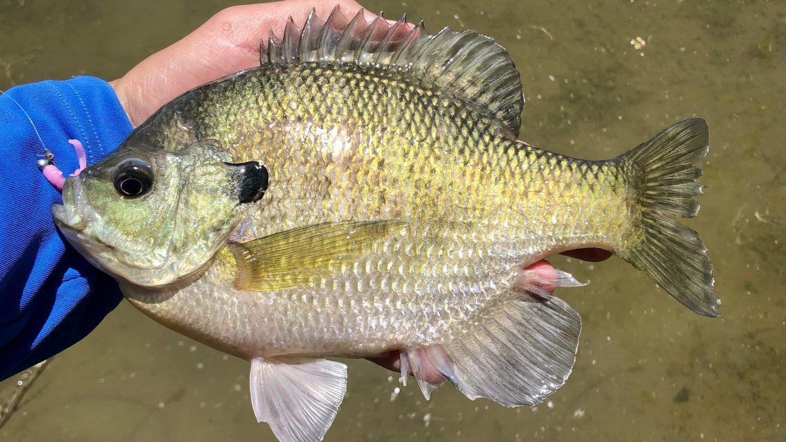 A large bluegill caught on a pink micro jig