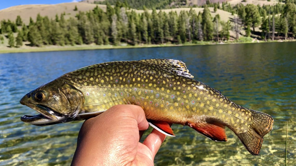 A beautiful brook trout caught in one of Idaho's high mountain lakes