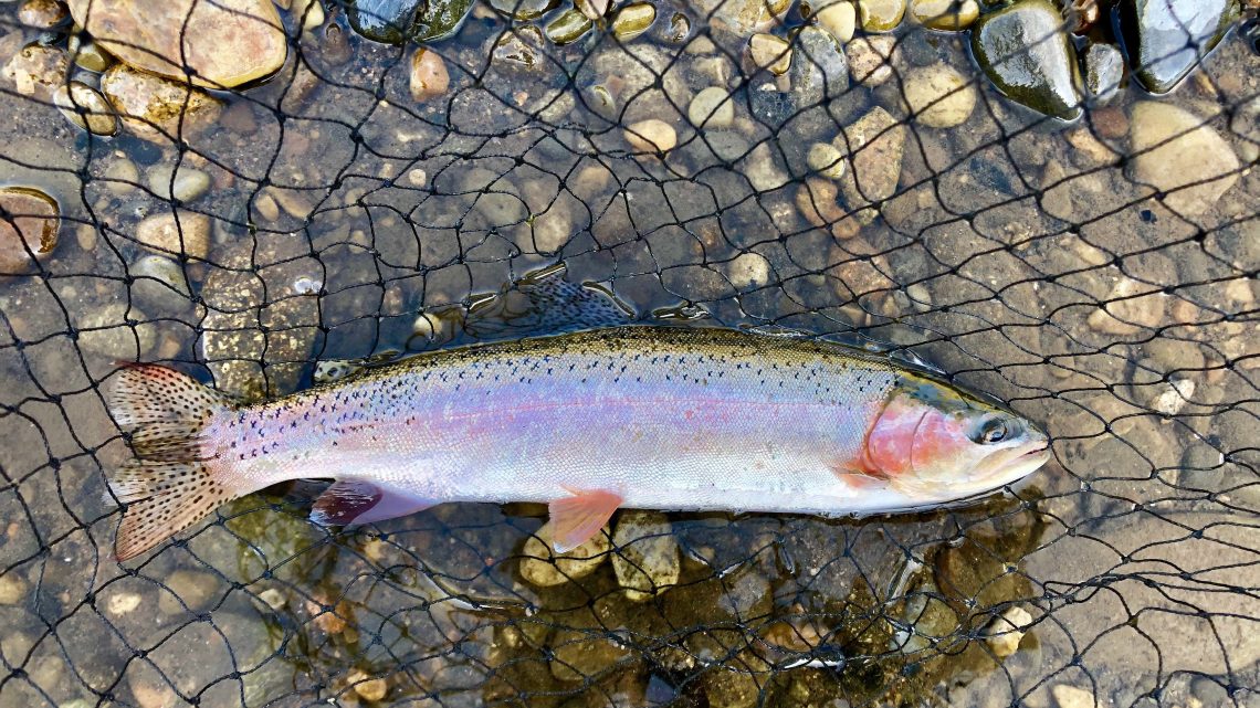 A rainbow trout caught in Idaho's Big Wood River