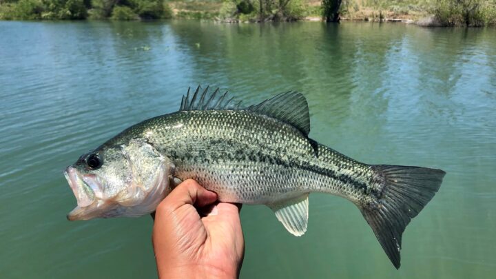 A largemouth bass caught from an Idaho pond