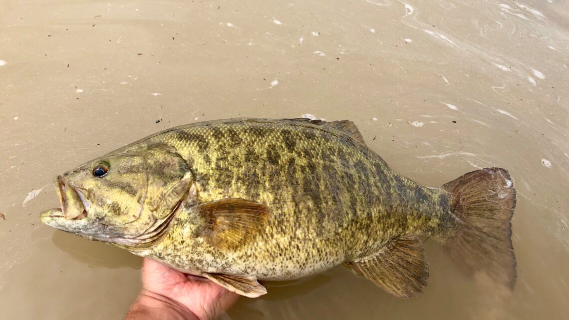 A 20-inch smallmouth bass caught on the Snake River