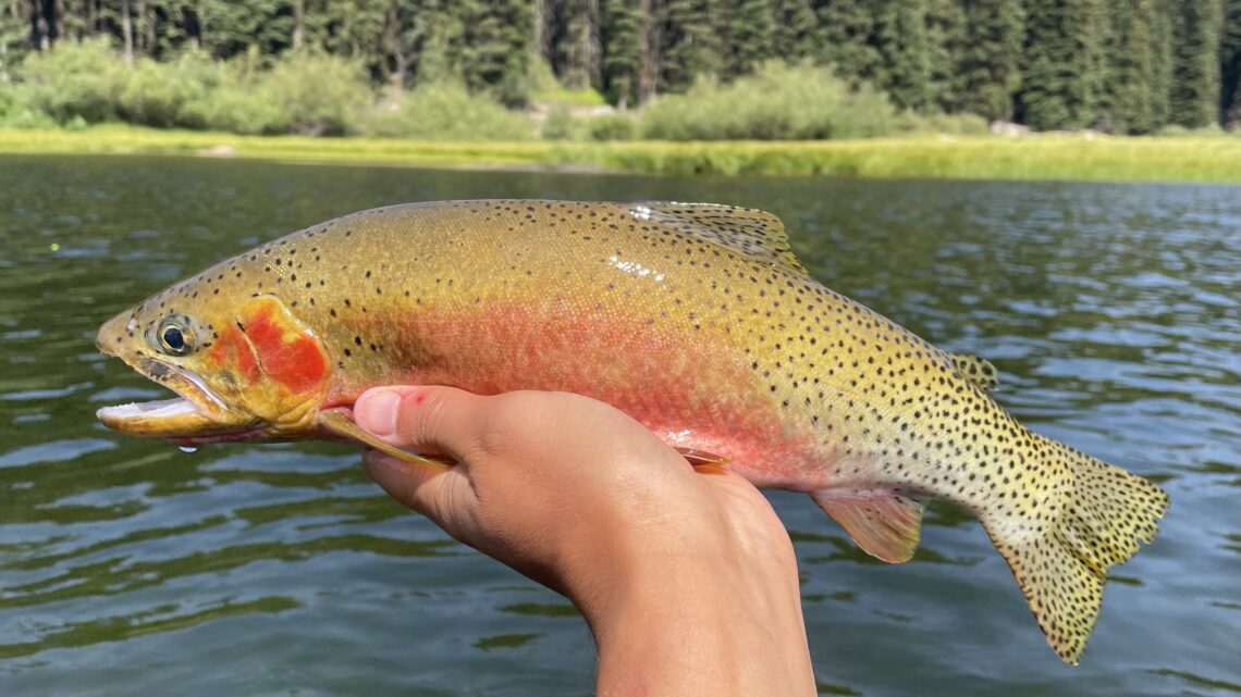 A westslope cutthroat trout caught in one of Idaho's high mountain lakes