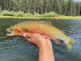 A westslope cutthroat trout caught in one of Idaho's high mountain lakes