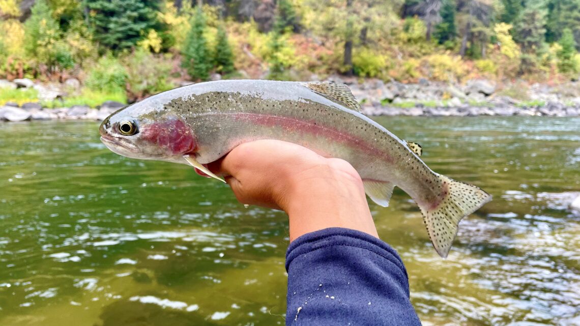 A wild rainbow trout caught on the Payette River.