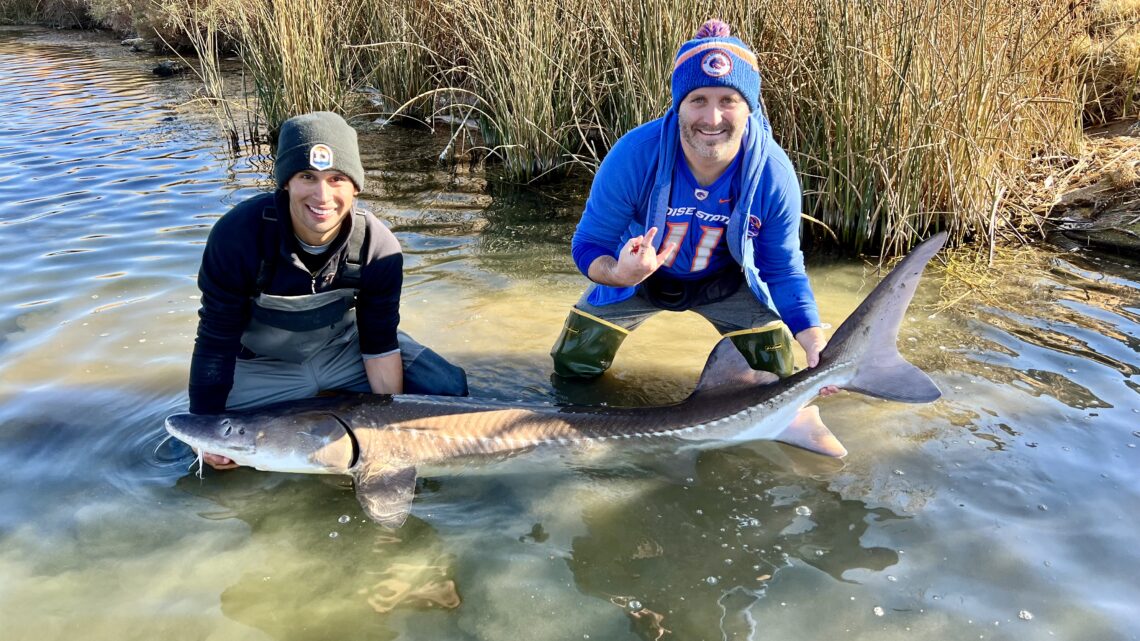 Jordan Rodriguez and Skyler Shippen release a 7-foot-1 sturgeon caught at C.J. Strike Reservoir