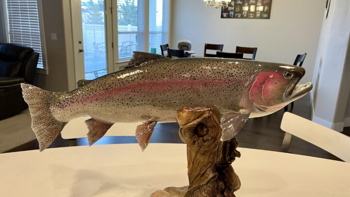 A taxidermy mount of a 30-inch cutbow trout