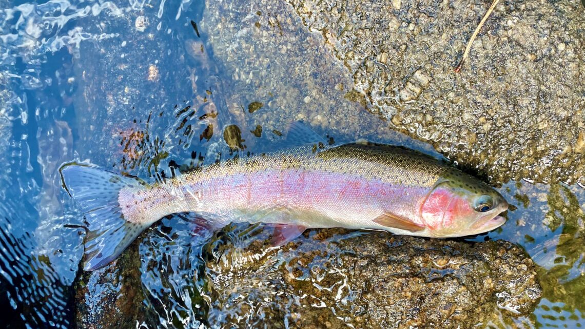 A rainbow trout caught on the Payette River north of Boise.