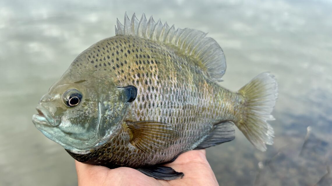 A large bluegill