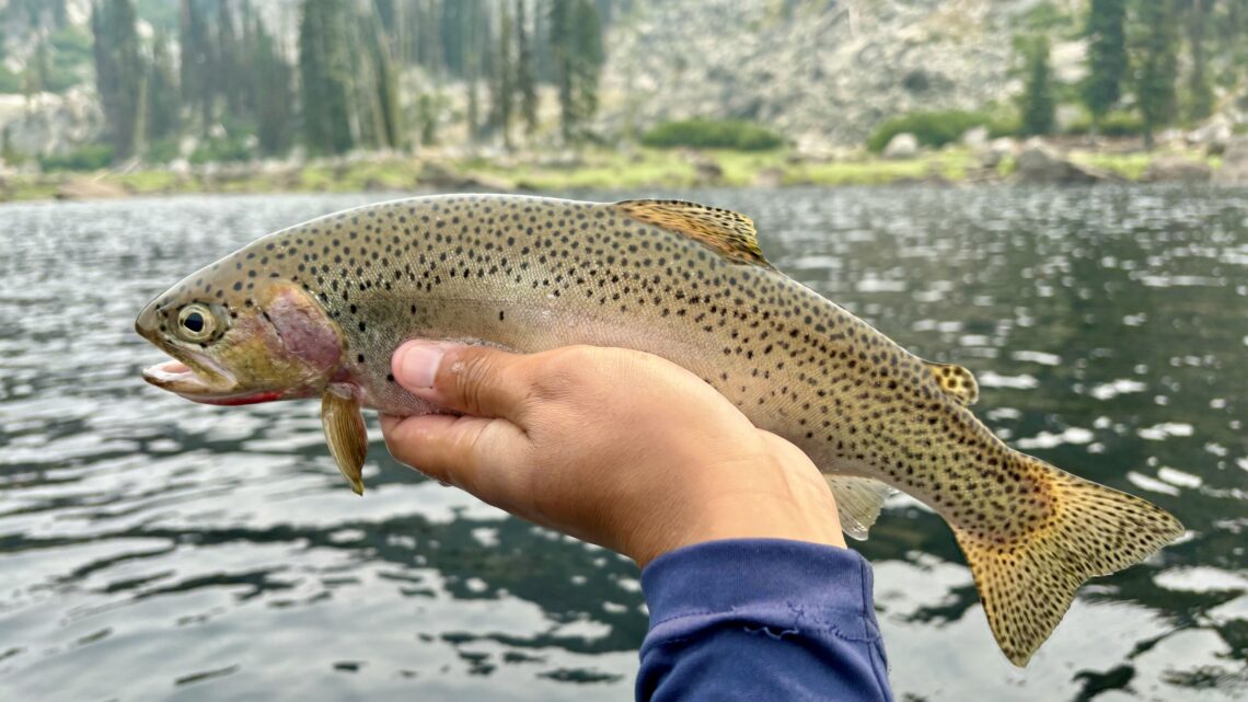 A westslope cutthroat trout caught in an alpine lake.