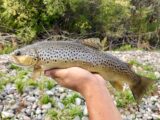 A brown trout caught in Idaho's Big Wood River.