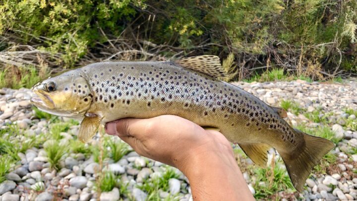 A brown trout caught in Idaho's Big Wood River.