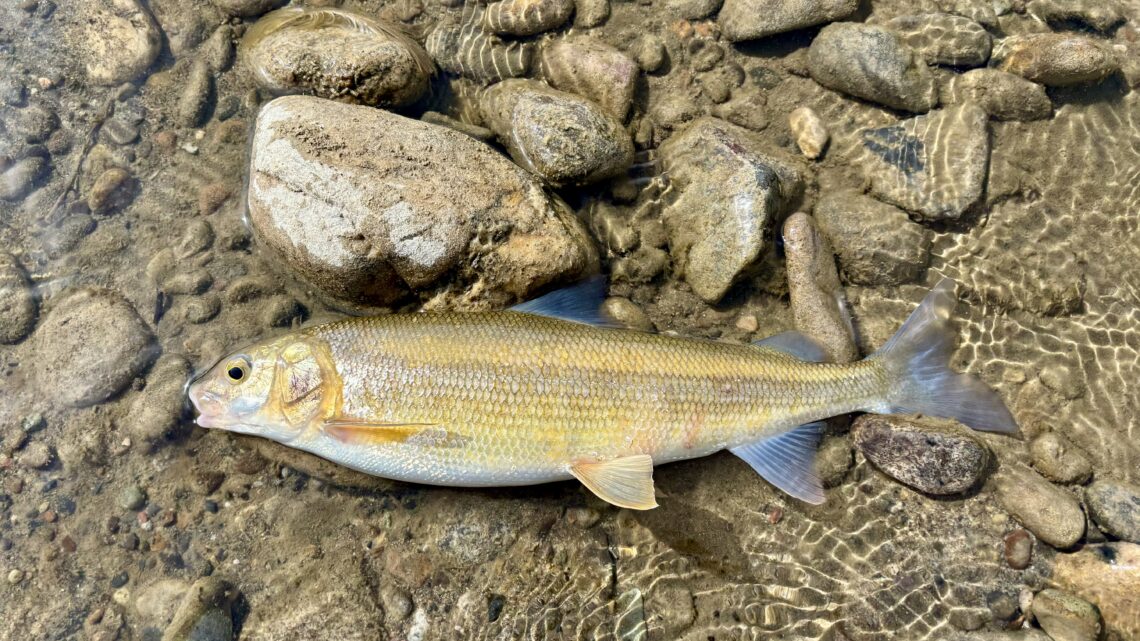 A mountain whitefish caught in the Salmon River.