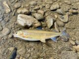 A mountain whitefish caught in the Salmon River.